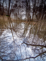 Poster - Kleiner Waldsee im Winter