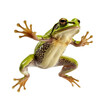Frog jumping isolated on transparent or white background