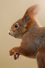 Wall Mural - squirrel in the park