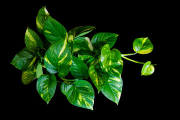 Top View Red Aglaonema foliage popular for decoration in the living room isolated on black background with clipping path