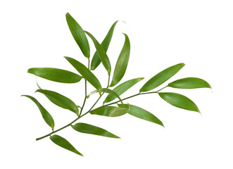 Wall Mural - green twig of italian ruscus (danae racemosa) isolated on white or transparent background