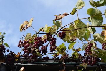 Wall Mural - late autumn red grapes