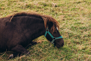 brown horse grazing in green field, nature banner