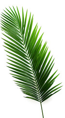 Wall Mural - Green palm. isolated on white background