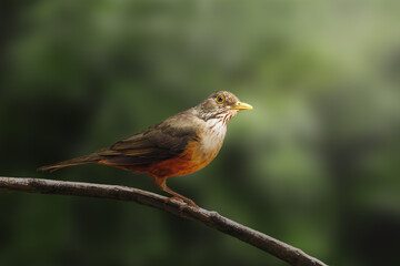 Wall Mural - Rufous-bellied Thrush bird (Turdus rufiventris)