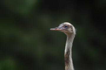 Wall Mural - White Greater Rhea (Rhea americana)