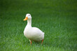 Großaufnahme einer weißen Ente. Sie hat keine farbigen Federn und einen Schnabel in Orange. Sie blickt in die Kamera und steht auf einer grünen Wiese. . 