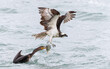 Osprey and Double-crested Cormorant  (Phalacrocorax auritus) grabbing the sasme fish - Florida