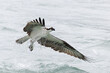 Osprey in an unsuccessful attempt to catch a fish - Florida