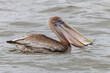 Immature Brown Pelican with a freshly caught fish in its pouch - Indian River, Florida