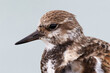 Ruddy Turnstone in winter plumage - Florida