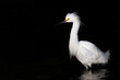 Snowy Egret in a Florida weland