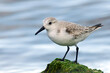 Sanderling in wither plumage on an algae covered rock - Florida