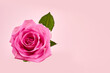 © vetre - Beautiful pink rose on pink background.