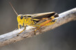 close up of a large banded grasshopper (acyptera fusca), French alps