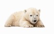 A polar bear cub lies comfortably against a white background, its innocence and vulnerability on full display. The cub's soft fur and relaxed posture create an image of peacefulness and playfulness.