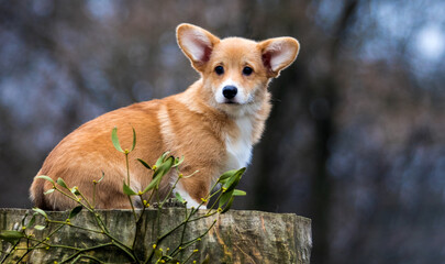 Wall Mural - Welsh Corgi puppy sitting and looking