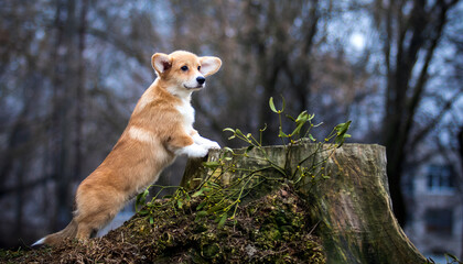 Poster - Welsh Corgi puppy stands and looks