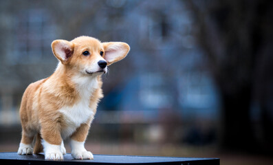 Poster - red and white Welsh Corgi puppy looking