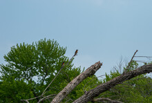 Eastern Bluebirds Resting On Small Branch