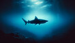 A bull shark, a solitary figure in the vast expanse of the deep blue ocean, visible only from afar
