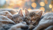 Cachorros de gatos durmiendo acurrucados
