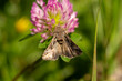 Close-up of the silver Y (Autographa gamma) - brown migratory moth (night butterfly) feeding on thistle
