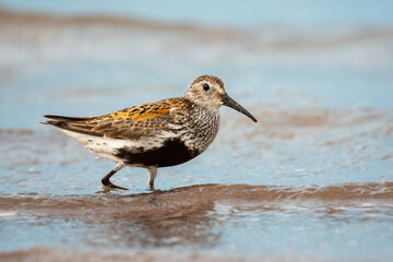 close-up of the dunlin (calidris alpina) on a seashore