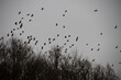 Fliegender Vogelschwarm in der Region Teutoburger Wald