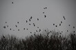 Fliegender Vogelschwarm in der Region Teutoburger Wald