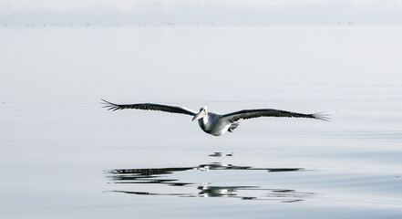 Wall Mural - pelicans flying low on the lake