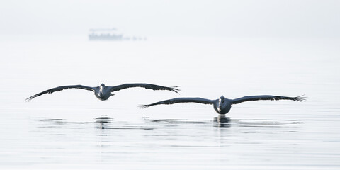 Wall Mural - pelicans flying low on the lake