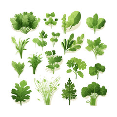 Wall Mural - Fresh green leaves collection. Popular culinary herbs leaf set for cooking. Green Lettuce salad leaves, Basil, Parsley, Dill, Arugula and Chives. Vector illustration isolated on white background.