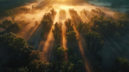 Wall Mural - Sunrise over a misty forest, light rays piercing through trees, serene beauty