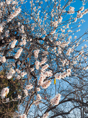 Almond Flowers in the new spring season