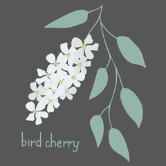 Poster - Bird cherry illustration