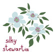 Stewartia white flowers