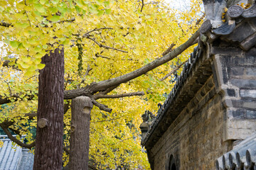 Ancient buildings and ginkgo trees at Dinglin Temple, Fulai Mountain, Rizhao, Shandong, China. The temple has a history of 1,500 years.