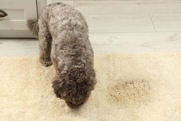 Sticker - Cute dog sniffing wet spot on beige carpet at home