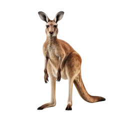 Wall Mural - Portrait of a kangaroo full body, standing front view, isolated on transparent background