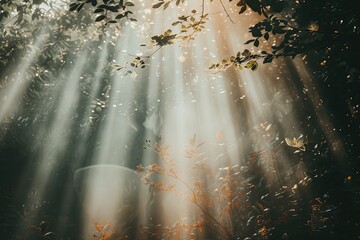 Aufkleber - A dense forest with sunlight streaming through the branches.