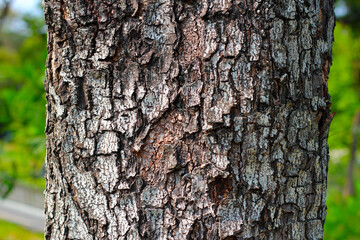 Tree bark texture for natural background