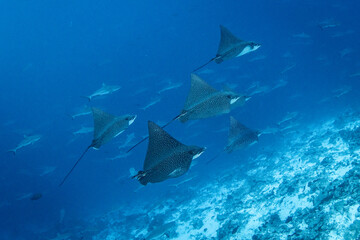 Wall Mural - Eagle ray, French Polynesia