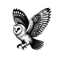 Barn Owl Hand Drawn Vector Ilustration Graphic