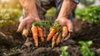 Close-up of farmer's hands holding fresh carrots in the garden.