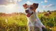 Purebred Jack Russel Terrier dog outdoors on a sunny summer day