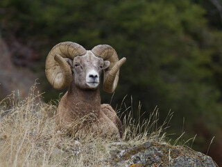 rocky mountain bighorn sheep - a ram with full curl horns rests on a grassy knoll with a mature ever