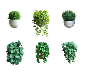 Wall Mural - collection of green plants on a transparent background