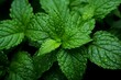 Peppermint Essential Oil: Versatile Benefits for Digestion, Respiratory Health, and Pain Relief. Concept Essential Oils, Peppermint, Digestion, Respiratory Health, Pain Relief,