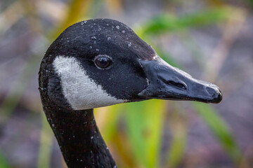 Poster - A very close portrait of the head of a canada goose. There are water droplets on the top of the head and detail in the beak